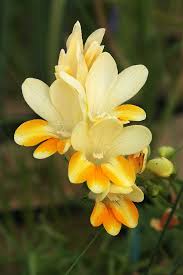Freesia Fergusoniae 25 02 15 Freesia Flowers Beautiful Flowers Types Of Flowers