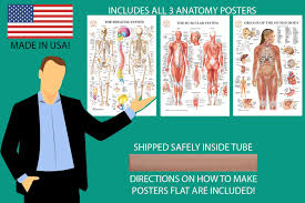You'll find brain labeling worksheets, optical illusions, printable puzzles. Human Body Anatomy Laminated 3 Poster Set Includes Skeletal System Muscular System And Organs Of The