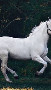 Muralsyourway.com has been visited by 10k+ users in the past month White Horse Images Hd 640x1136 Wallpaper Teahub Io