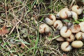 Engerlinge Die Kaferlarven Bestimmen Bekampfen Plantura Engerlinge Schadlinge Im Garten Gartentipps
