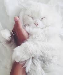 Imagem De Cat Cute And White Pretty Cats Cats Cute Cats