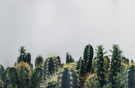 There are many types of cactus that have edible fruit. The Cactus Moment Getting To Know Basic Cacti Agriculture Monthly
