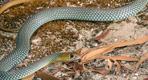 New species of fast-moving venomous snake discovered in Aussie outback