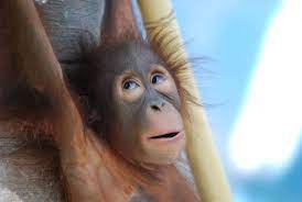 Baby Orangutan At The Phoenix Zoo Baby Orangutan Orangutan Zoo