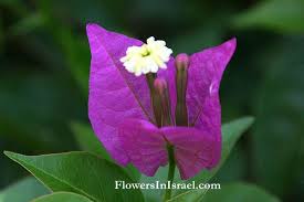 Pin On I Flowers