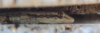 Do Lizards Lay Eggs? …And Other Questions