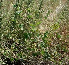 Image result for Chamaecrista absus