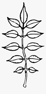 Leaf Black And White Leaves September Png Transparent Png Kindpng Coloring book leaf drawing black and white page, leaf, leaf, branch png. leaf black and white leaves september