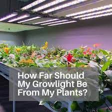 How Far Should My Growlight Be From My Plants Led Grow Light Distance Led Grow Lights Grow Lights For Plants Plants