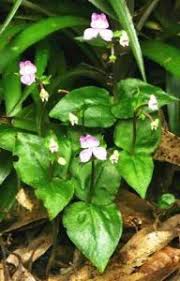 Image result for Disperis dicerochila