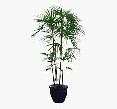 Seeking for free potted plant png images? Potted Plants Png Download Transparent Background Indoor Plant Png Png Download Kindpng