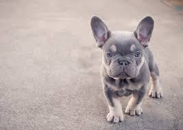 The good thing is that french bulldogs are somewhere in the middle when we talk about hypoallergenic dog breeds. Mini French Bulldog 10 Cute Facts You Didn T Know All Things Dogs All Things Dogs