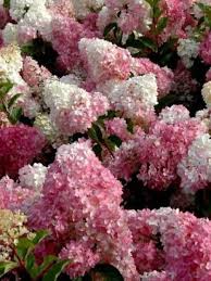 Image result for hydrangea paniculata vanille fraise