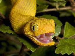 Identification, distribution and natural history. We May Have Snakes To Thank For Our Acute Vision 13 7 Cosmos And Culture Npr