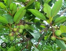 Image result for Mimusops afra