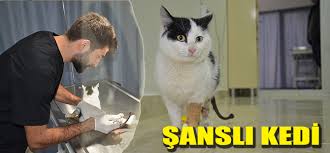 Sansli Kedi
