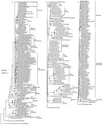 Image result for Monopsis stellarioides