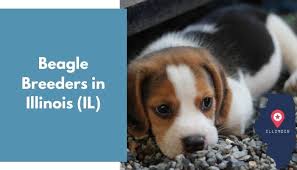 Pitbull puppy photos puppies for adoption in il adoption the act of accepting with approval; 5 Beagle Breeders In Illinois Il Beagle Puppies For Sale Animalfate