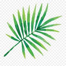 Pngtree fornisce download gratuito di immagini png, png, sfondi e vettori. Watercolor Tropical Leaves Vectors Vector Tropical Leaves Png Tropical Leaf Png Free Transparent Png Images Pngaaa Com