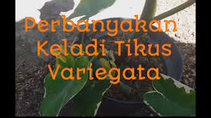 Cara Memisahkan Anakan Keladi Tikus Variegata Youtube
