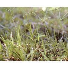 Rumput agrotis rumput ini mempunyai perakaran yang dangkal. Pembasmi Gulma Rumput Herbisida Rambo Gold 480sl 500 Ml Shopee Indonesia