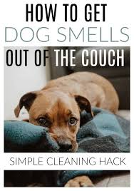 How To Get Dog Smells Out Of The Couch Dog Smells Cleaning Hacks Pet Smell