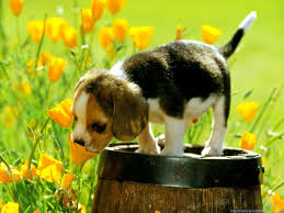 Сute puppy, a dog in a wreath of spring flowers on a flowering. Puppy And Flowers Wallpapers Wallpaper Cave