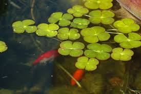 Image result for Marsilea nubica