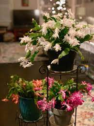 Work out how much light you need for area amount of plants you have, find a lamp that efficiently provides that amount of light, and find a way to shine it all on the plants. Christmas Cactus Uga Cooperative Extension
