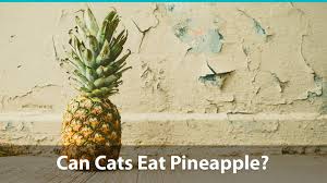 Pineapples aren't toxic to cats, but as with most human foods, there are if your cat experiences any digestive issues after eating pineapples, such as vomiting or diarrhea despite my day job, my passion has always been animals, especially dogs and cats, and writing. Can Cats Eat Pineapple Or Is It Bad For Them