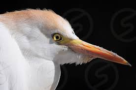 Upper lip curved in the shape of a beak; White Bird With Orange Long Beak By Nodar Chernishev Photo Stock Snapwire