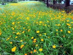 Image result for Cosmos sulphureus
