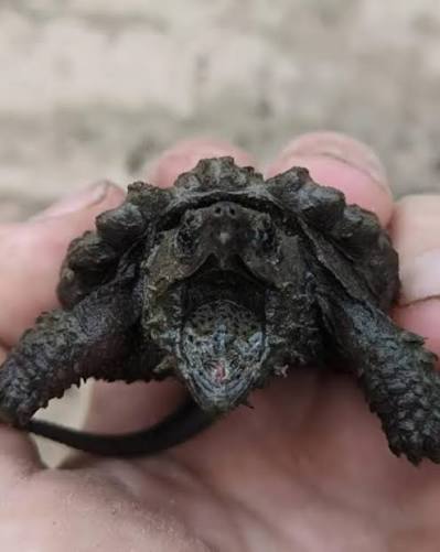 While out for a walk, a young girl spotted something unusual hidden in the  grass&mdash;a tiny black creature, motionless and mysterious. At first glance, it  looked like a harmless little lizard, so