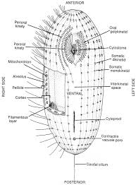 Ciliophora