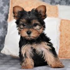 Yorkie puppies for sale in ohio. Yorkshire Terrier For Sale Puppies In Delhi Ncr At The Best Price Dav Pet Lovers