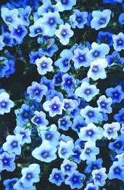 Salvia Leucantha White Mischief Summer Flowers To Plant Flowers Perennials Fairy Garden Plants