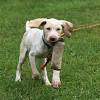 German shorthaired pointer lab mix puppies for sale texas. Https Encrypted Tbn0 Gstatic Com Images Q Tbn And9gcttxi Sjwmtwl437lqrvxck0jhx09ymbvzsojcyzmzpobjqn9f1 Usqp Cau