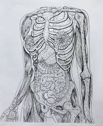 Human anatomy, myofascial trigger point massage physical therapy muscle, anatomy, hand, human png. Female Anatomy Drawings Anatomy Drawing Diagram