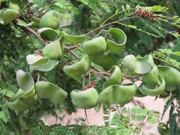 Image result for Libidibia coriaria