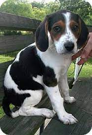 Hagerstown Md Treeing Walker Coonhound Meet Tammy A Puppy For Adoption Treeing Walker Coonhound Walker Hound Walker Coonhound
