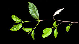 Image result for Malouetia