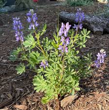 Image result for Lupinus mexicanus