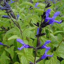 Image result for Salvia