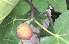 Summer pruning of fruit trees is generally not recommended. Gettin Figgy With It Growing Figs In Iowa Iowa Source