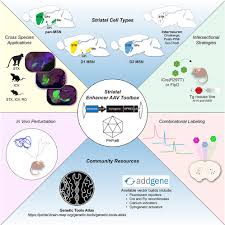 Enhancer AAV toolbox for accessing and perturbing striatal cell types and  circuits: Neuron