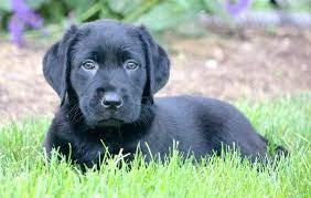 Lizzy Labrador Retriever Black Puppy For Sale Keystone Puppies Lab Puppies Puppies Black Labrador Retriever