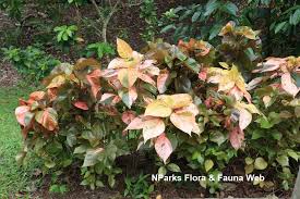 Image result for Acalypha paucifolia