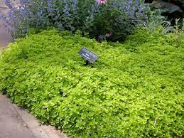 Here's how they can be used beneficially in the of all the creeping herbs, oregano is probably the easiest to keep in check. Cover Your Ground With Plants Part 2 East Texas Gardening