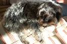 Maltipoo Rescue - Local Puppy Breeders