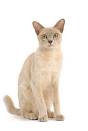 Burmese Kittens for Sale - The Burmese Cat Club